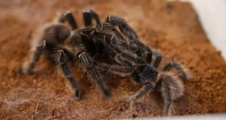 15715 tarantula molting