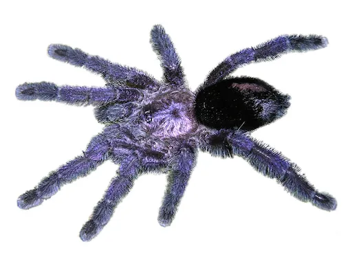 /img/15716-pink-toe-tarantula-handling.webp