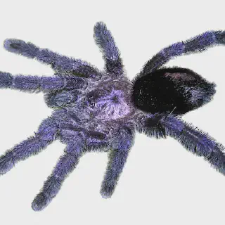 /img/15716-pink-toe-tarantula-handling.webp