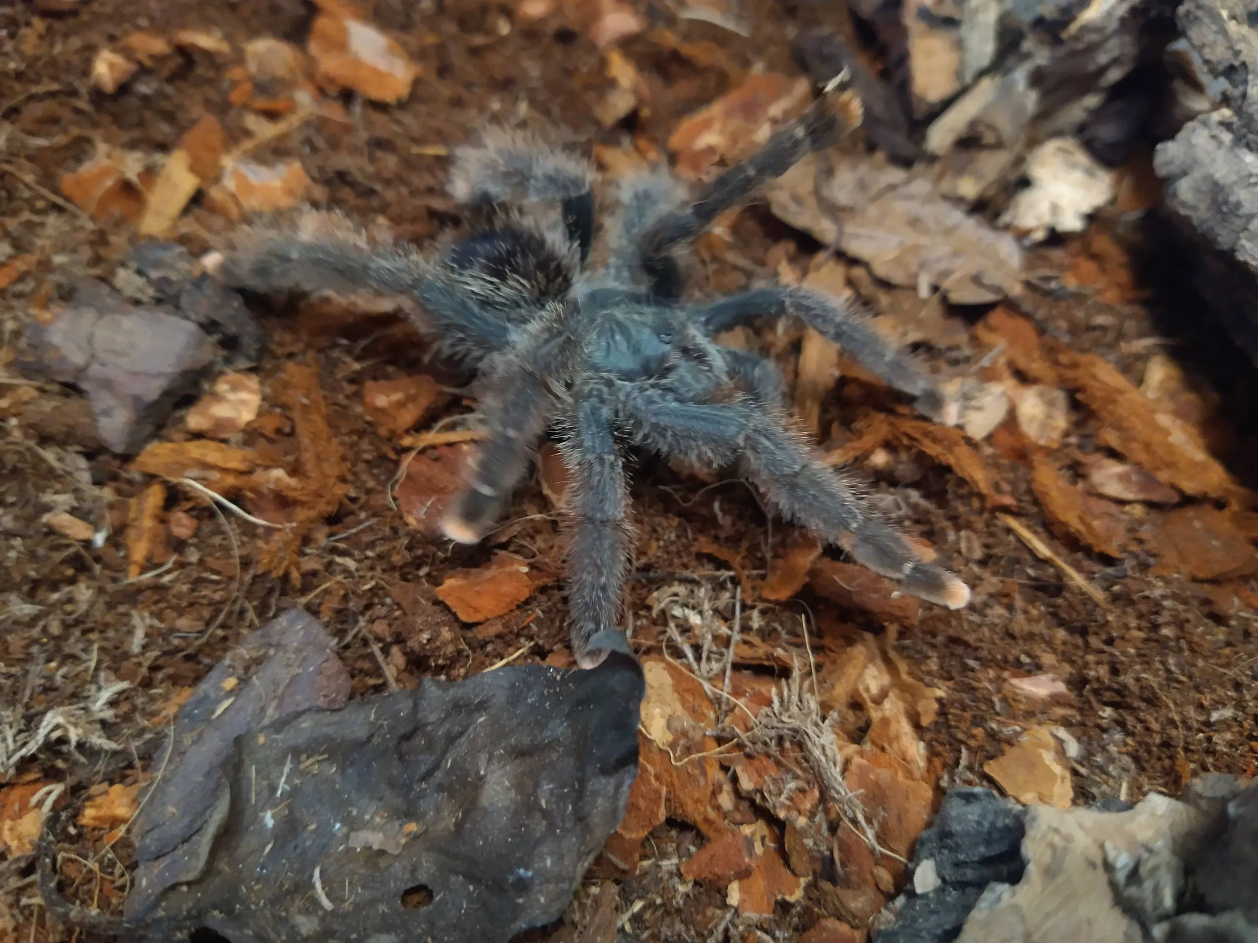 15717 pink toe tarantula guyana appearance