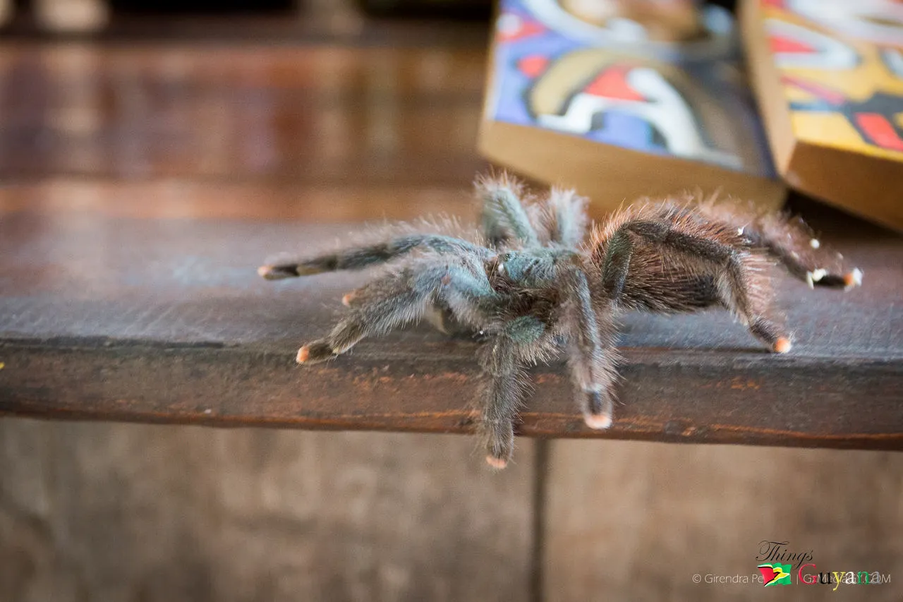 /img/15717-pink-toe-tarantula-guyana-behavior.webp