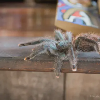 /img/15717-pink-toe-tarantula-guyana-behavior.webp