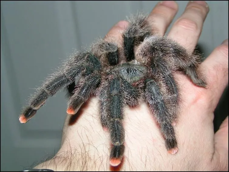 15717 pink toe tarantula guyana captive care