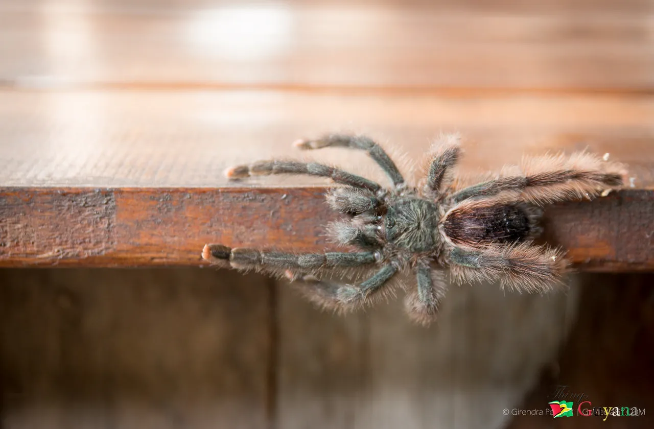 15717 pink toe tarantula guyana conservation