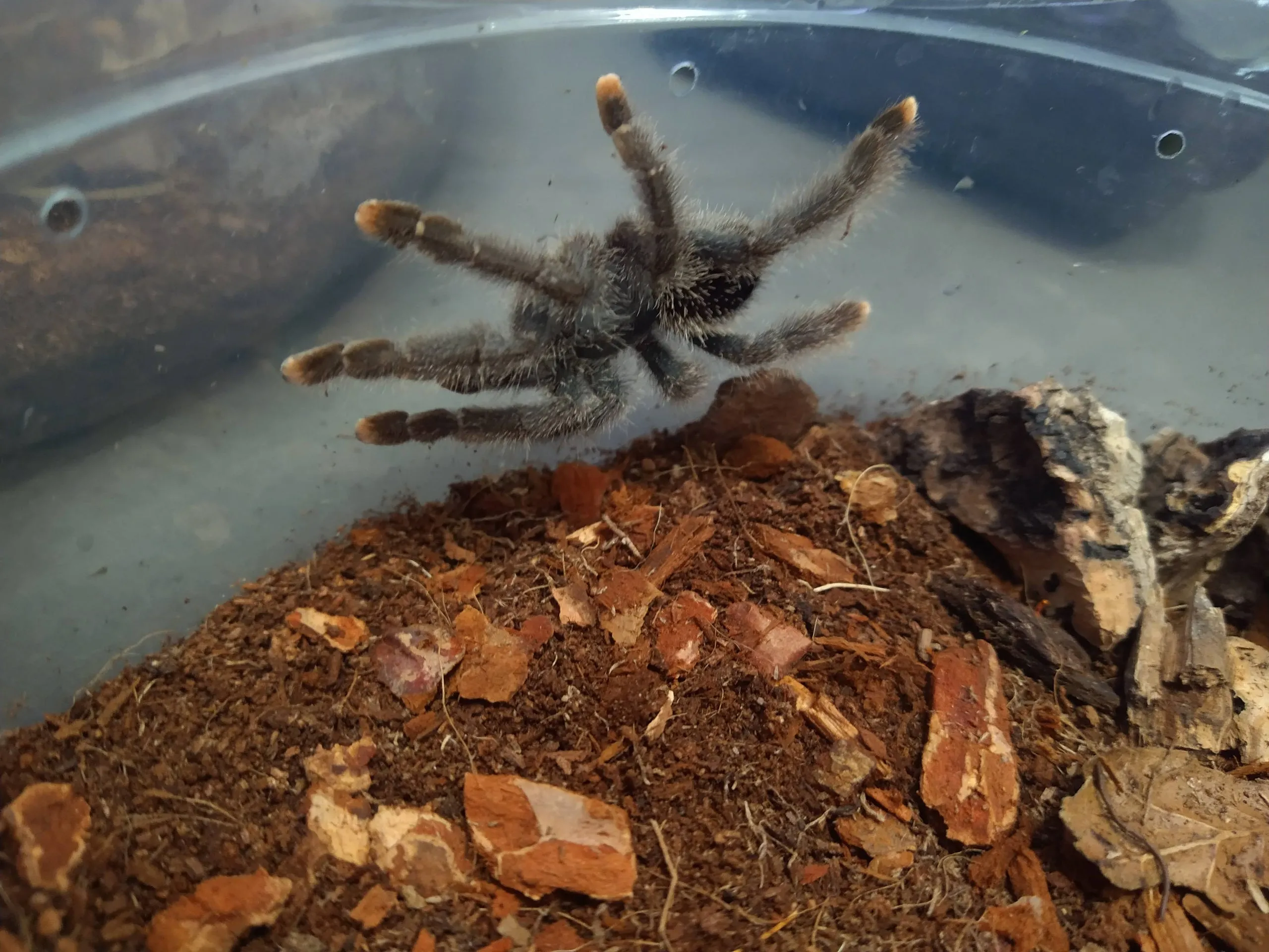15717 pink toe tarantula guyana feeding
