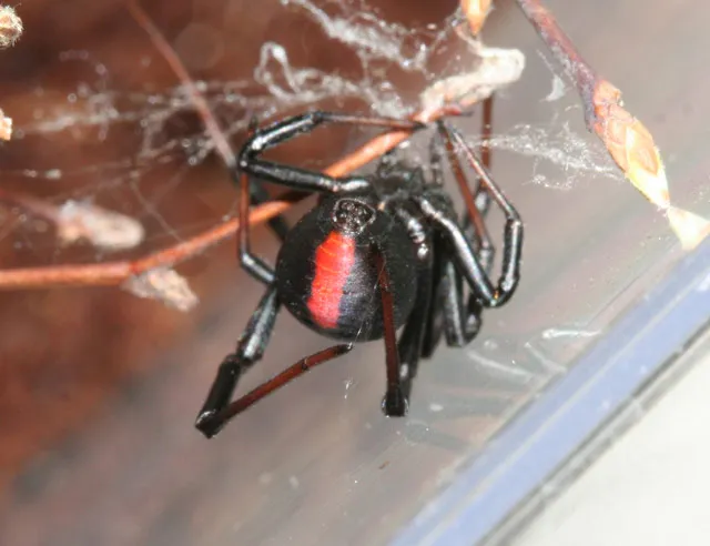 15718 filament types tevo tarantula