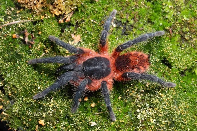 15718 leveling 3d printer bed