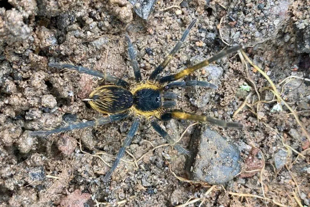 15718 tevo tarantula upgrades