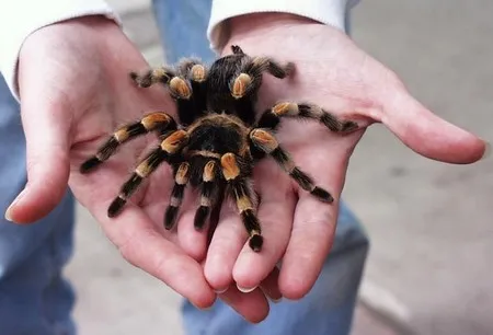 15719 tarantula in hand