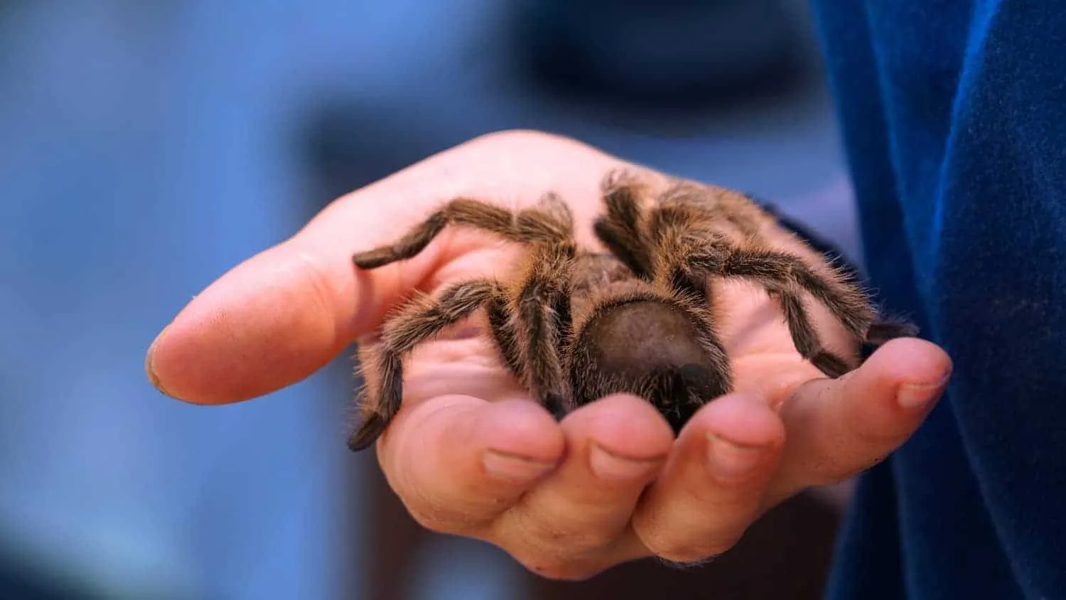 15719 tarantula molting