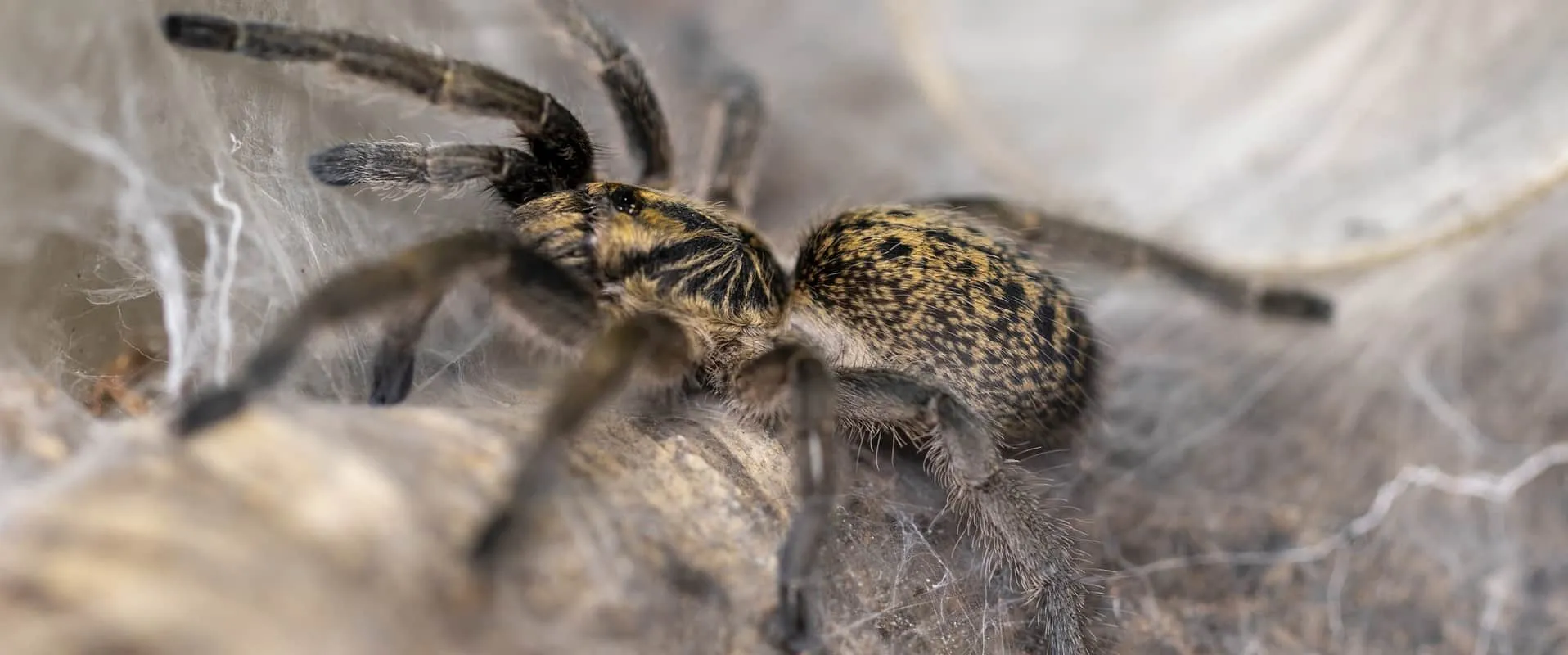 15719 tarantula species