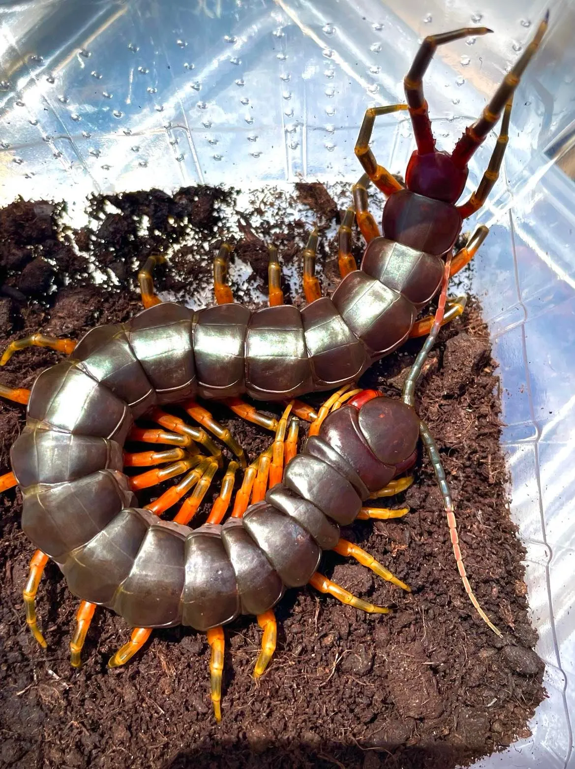 15720 giant centipede habitat