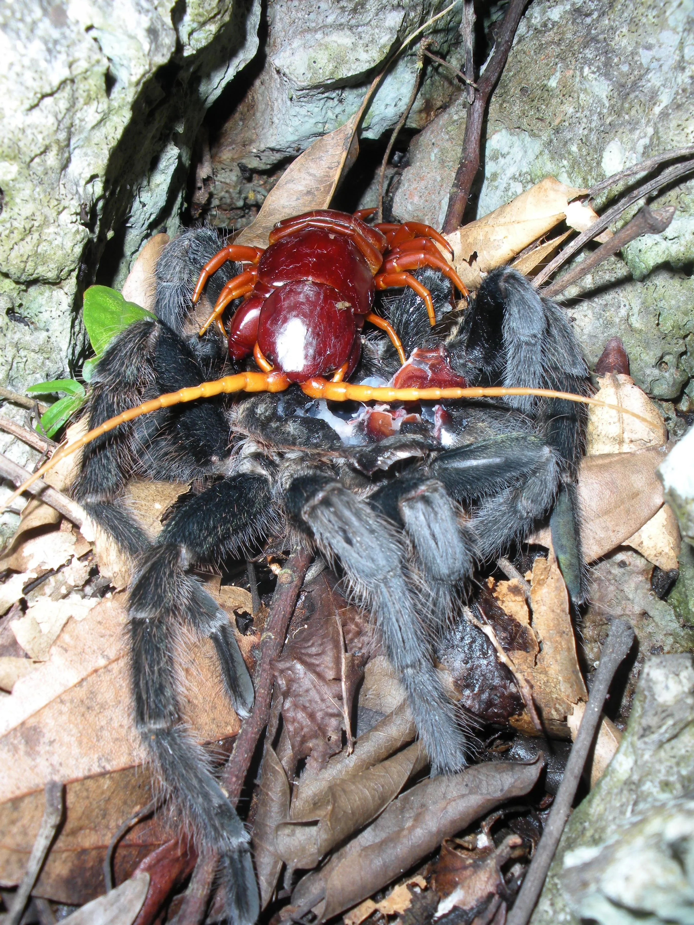 15720 giant centipede venom