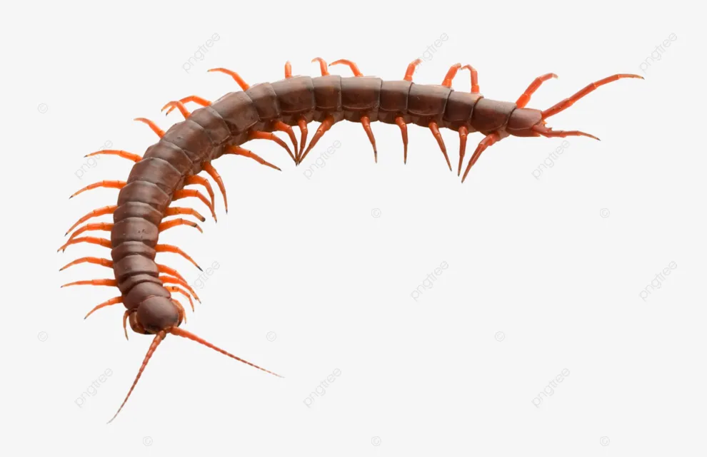 15720 tarantula habitat