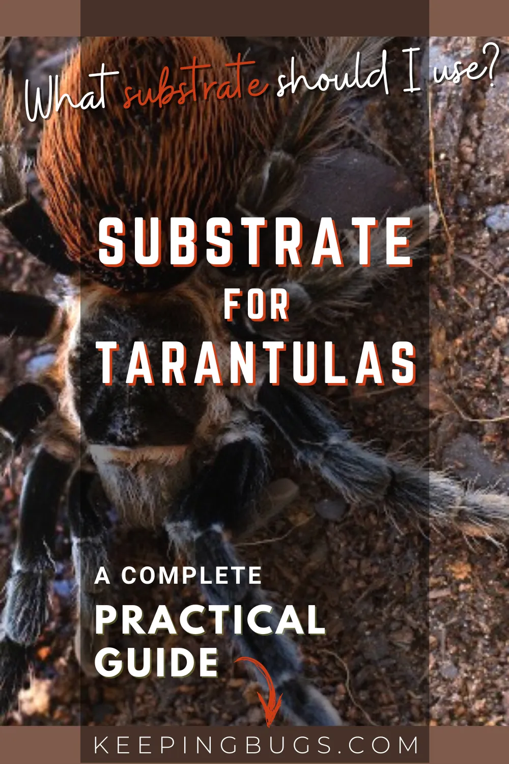 15721 mixing tarantula substrate