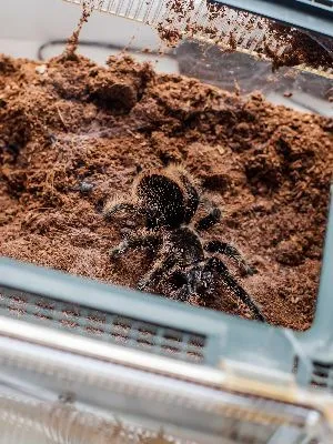 15722 tarantula molting