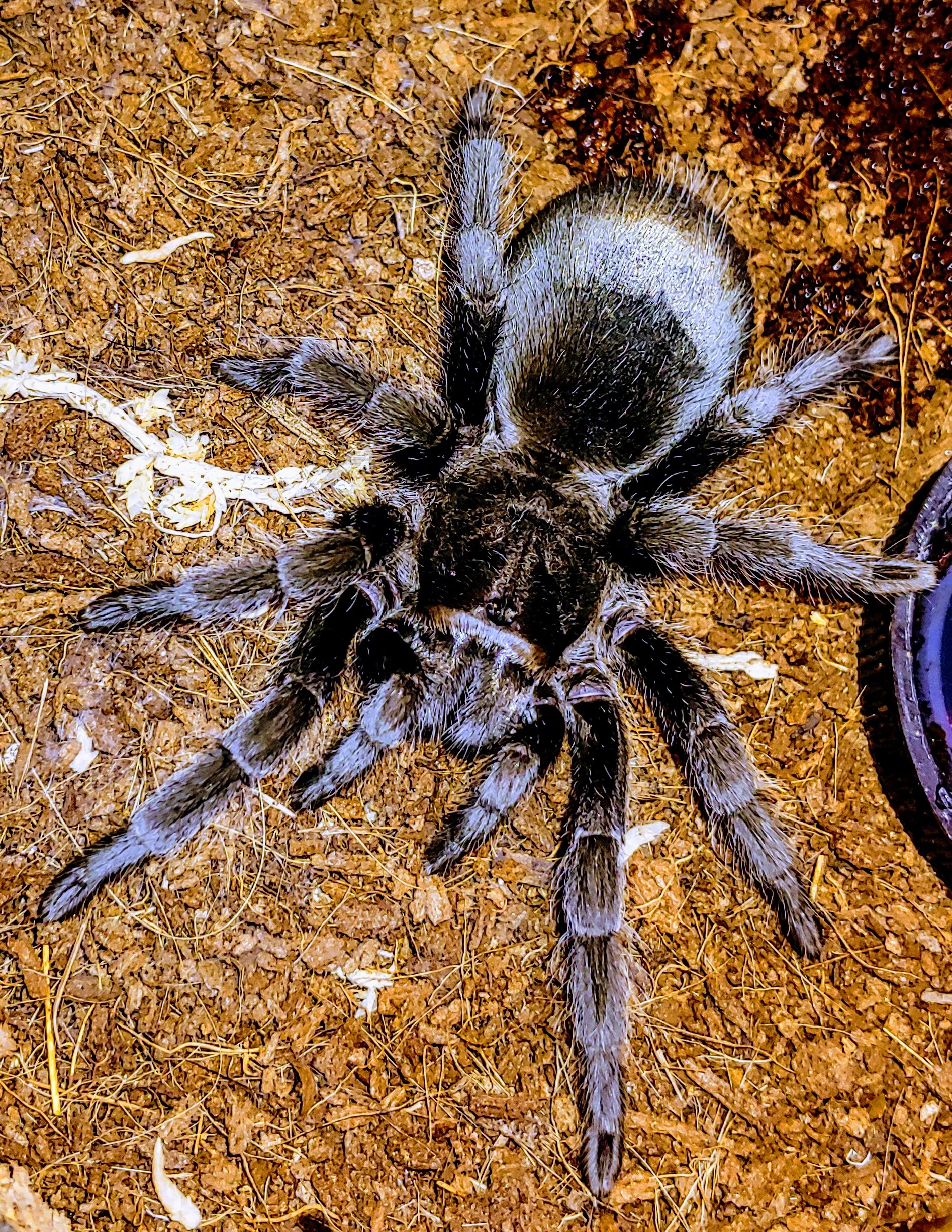 15723 tarantula pulchra feeding