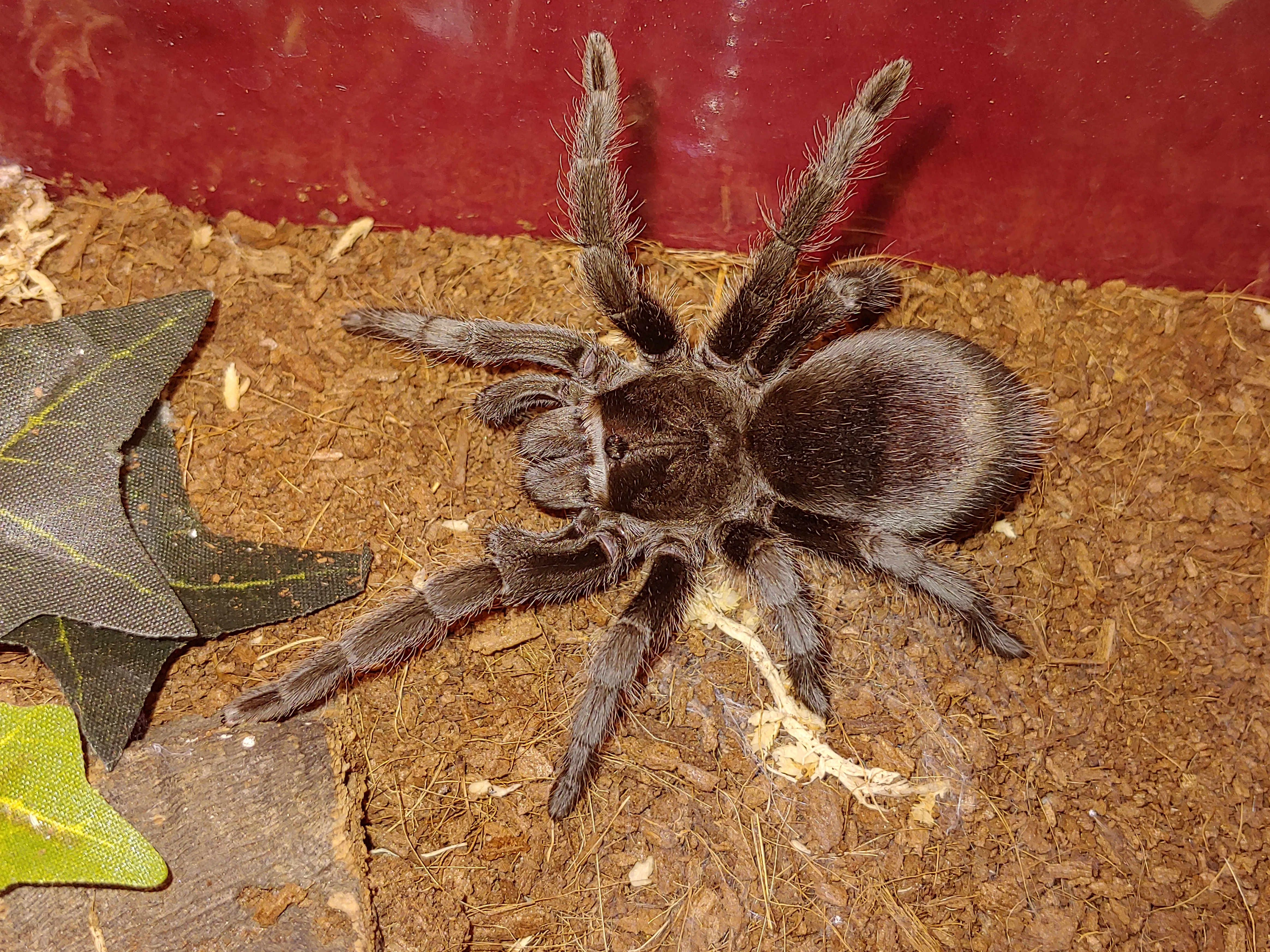 15723 tarantula pulchra molting