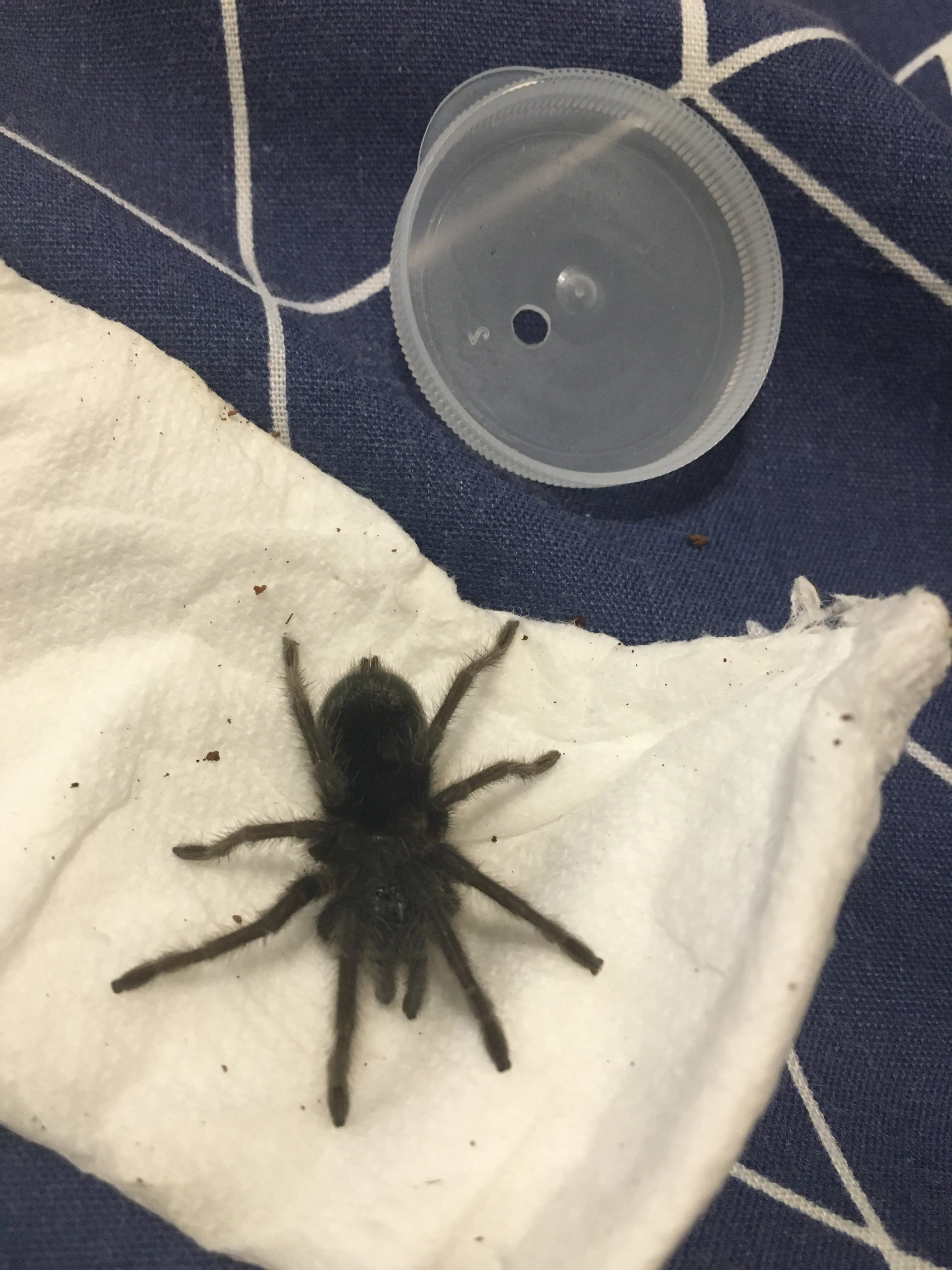 15723 tarantula pulchra prey