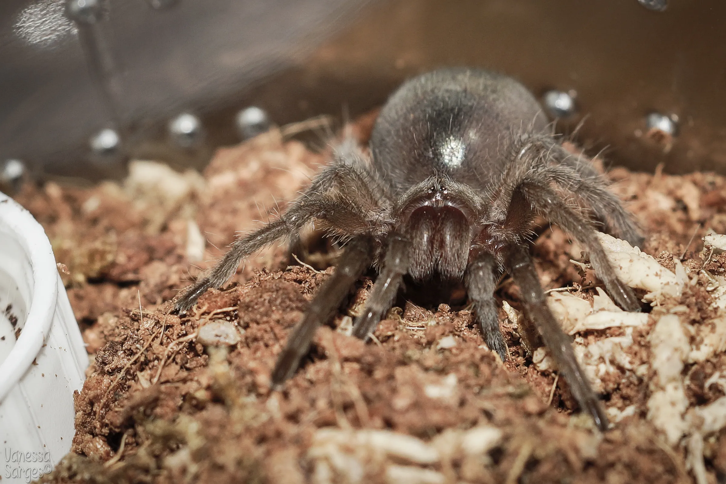 15723 tarantula pulchra water