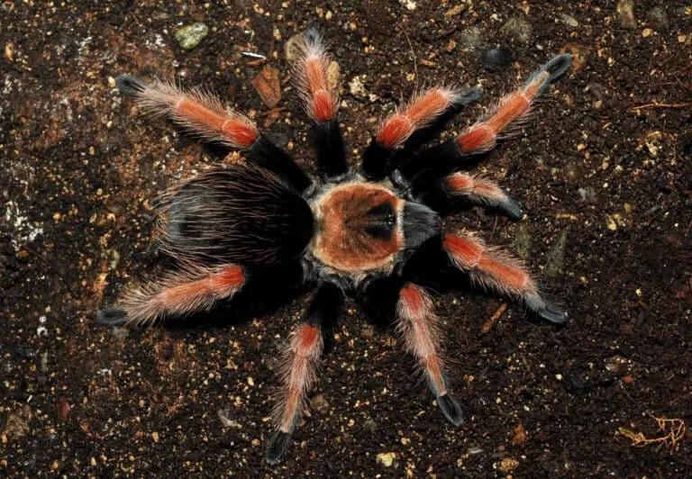 15725 healthy tarantula example