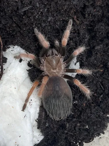 15725 tarantula feeding crickets