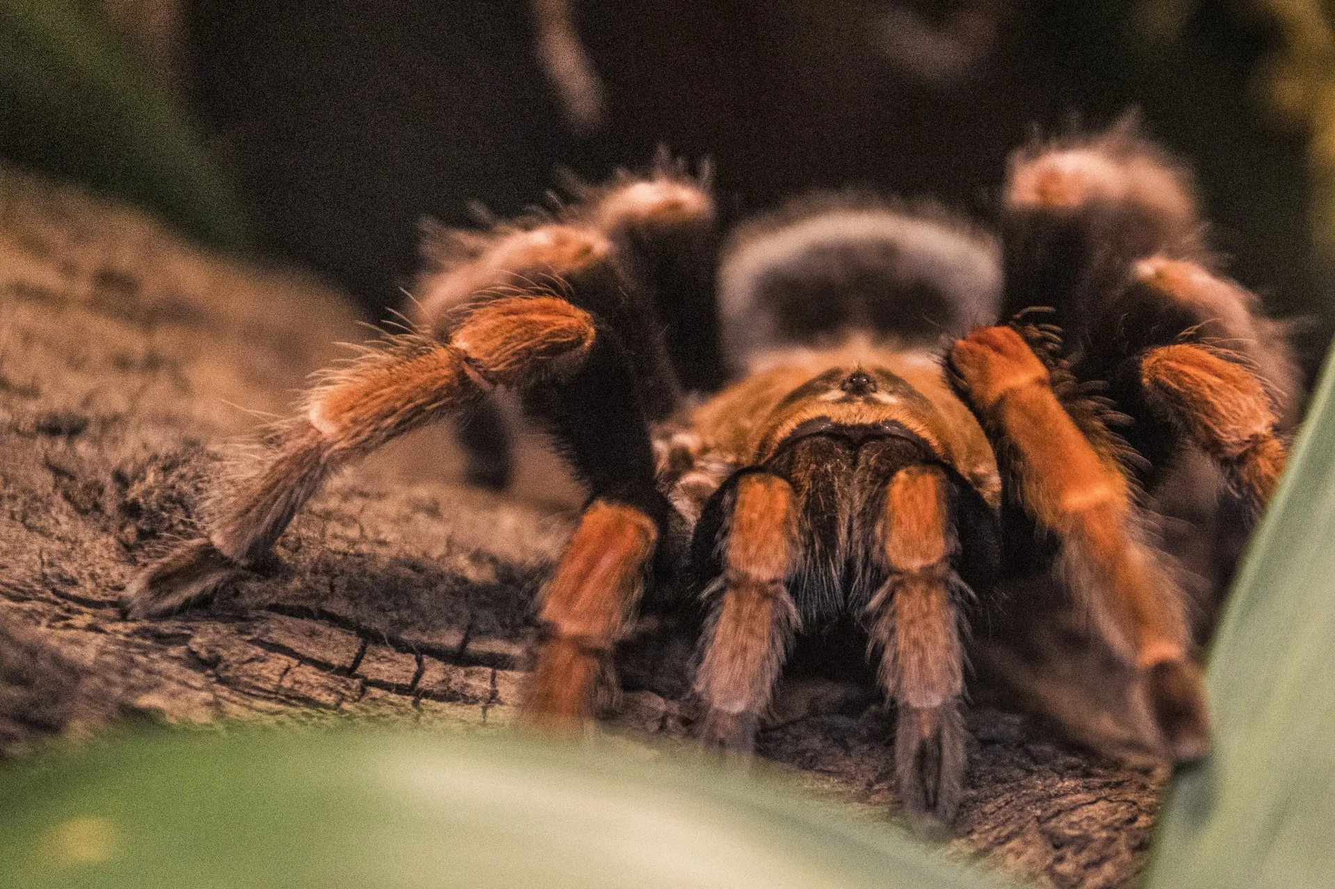 /img/15725-tarantula-habitat-decoration.webp