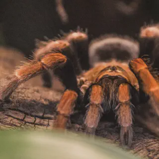 /img/15725-tarantula-habitat-decoration.webp