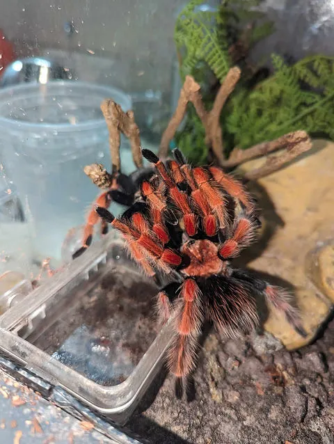 15725 tarantula handling safety