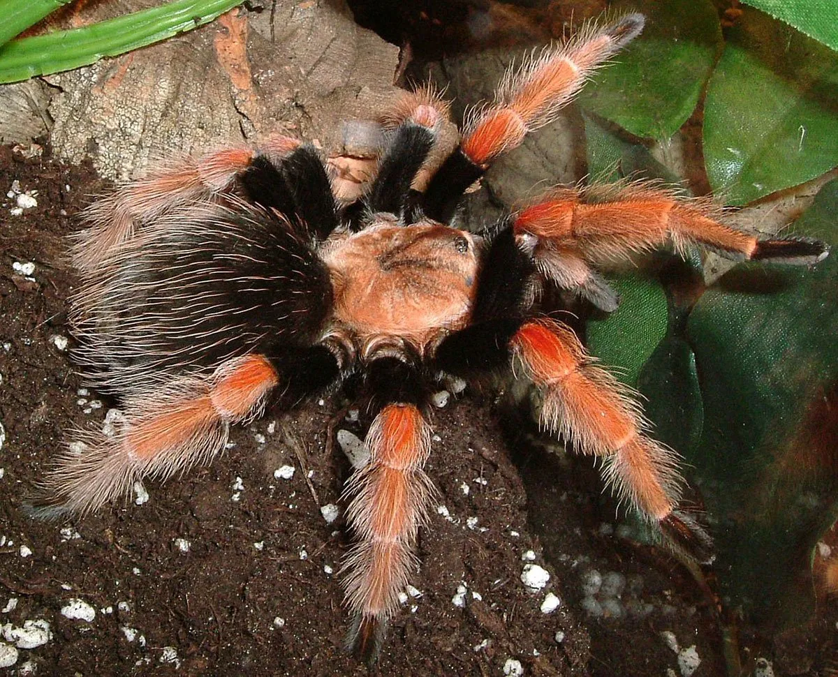 15725 tarantula molting process