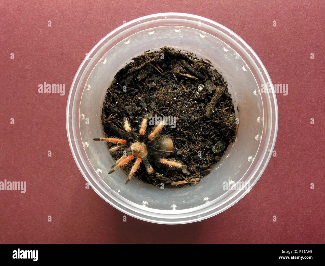 15725 tarantula water dish