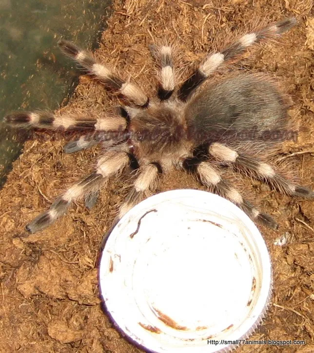 15726 australian tarantula