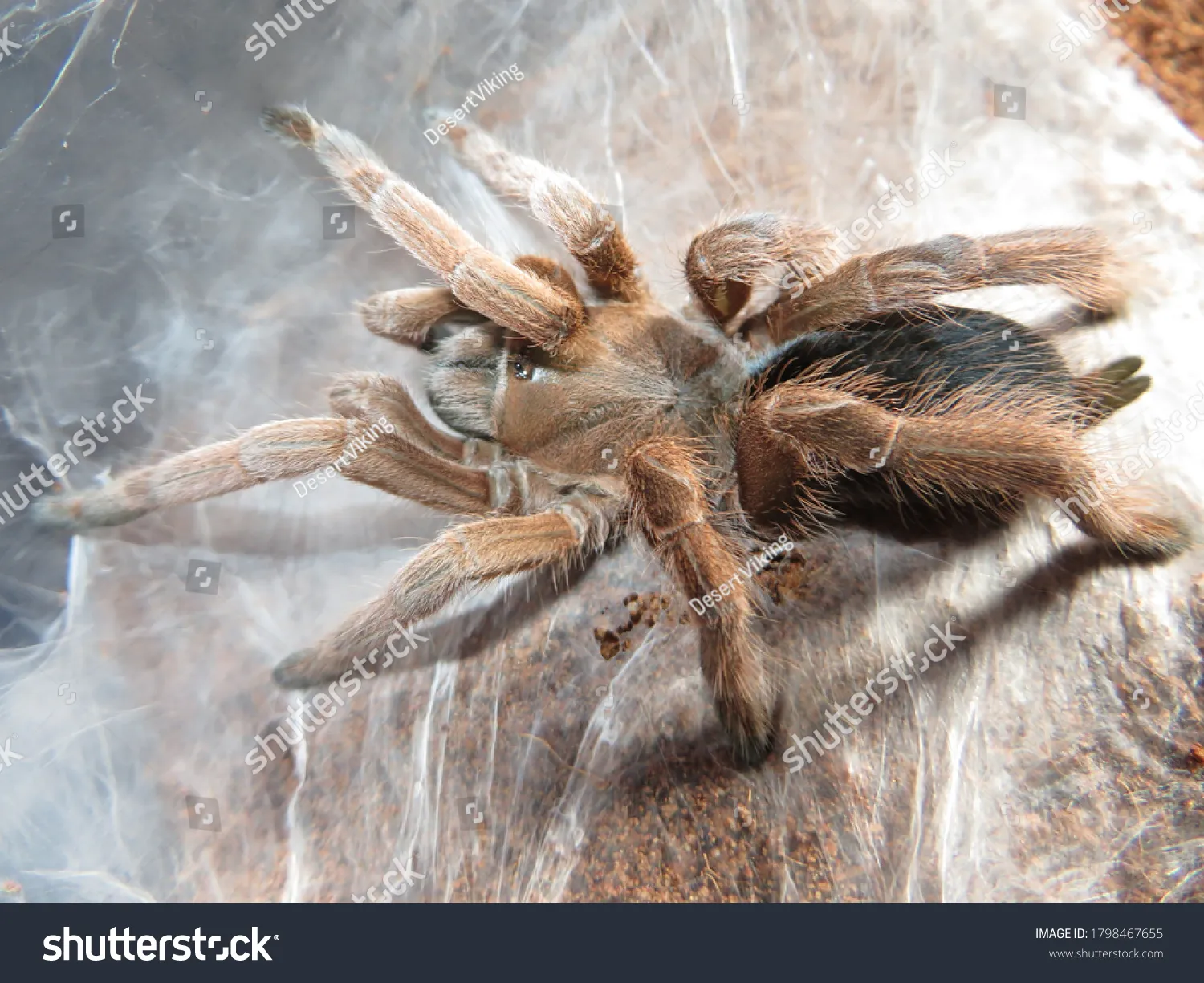 15726 tarantula feeding