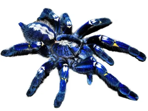 /img/15726-tarantula-handling.webp