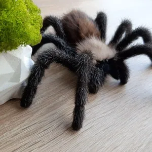 15727 tarantula wisdom