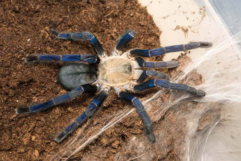 15728 blue cobalt tarantula handling