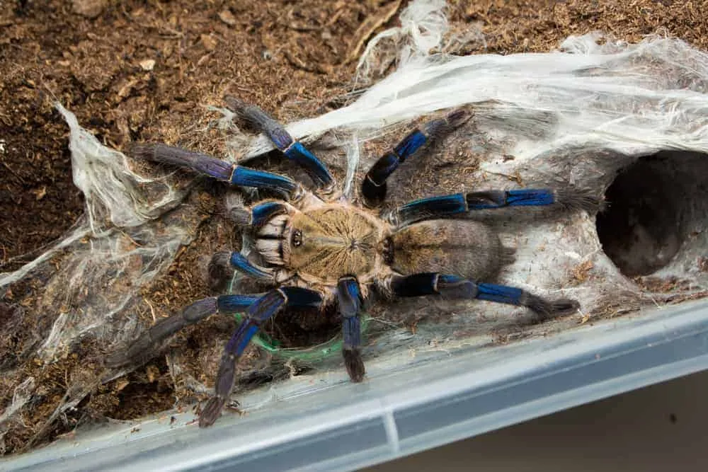 /img/15728-blue-cobalt-tarantula-health.webp