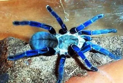 15728 blue cobalt tarantula substrate