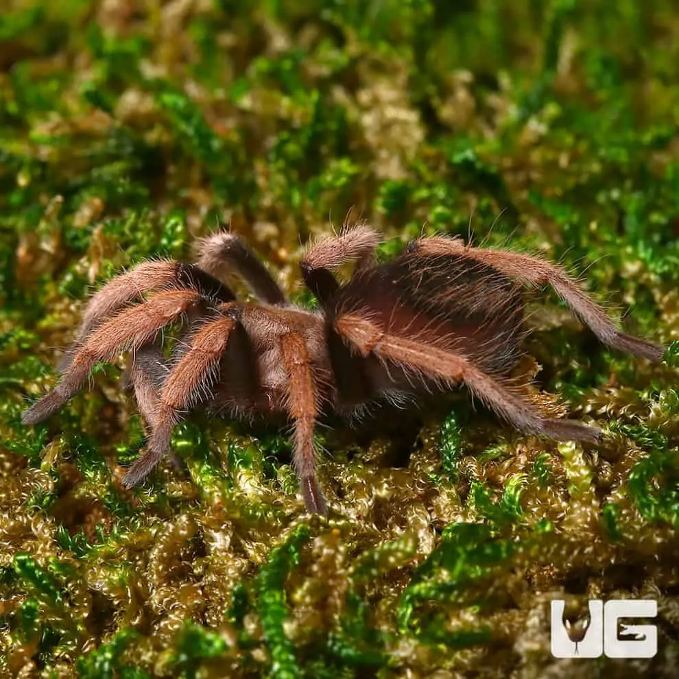 /img/15729-curly-hair-tarantula-female-health.webp