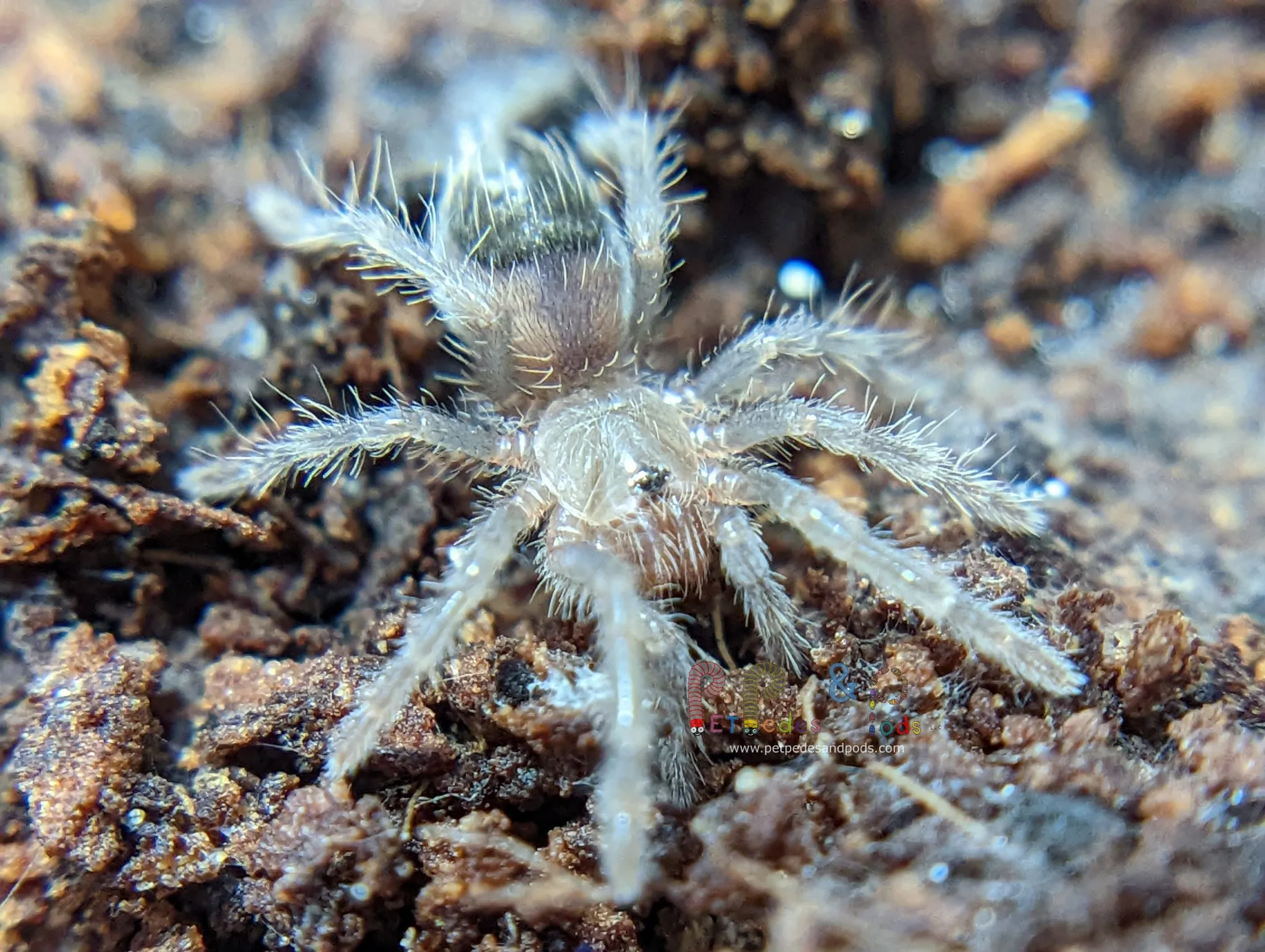 15729 curly hair tarantula female overview