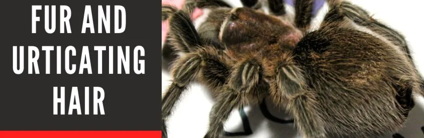 15730 tarantula enclosure