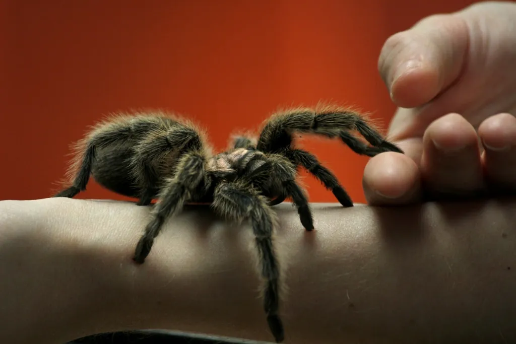 15730 tarantula species