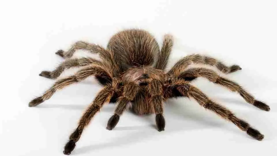 15731 tarantula dream image2