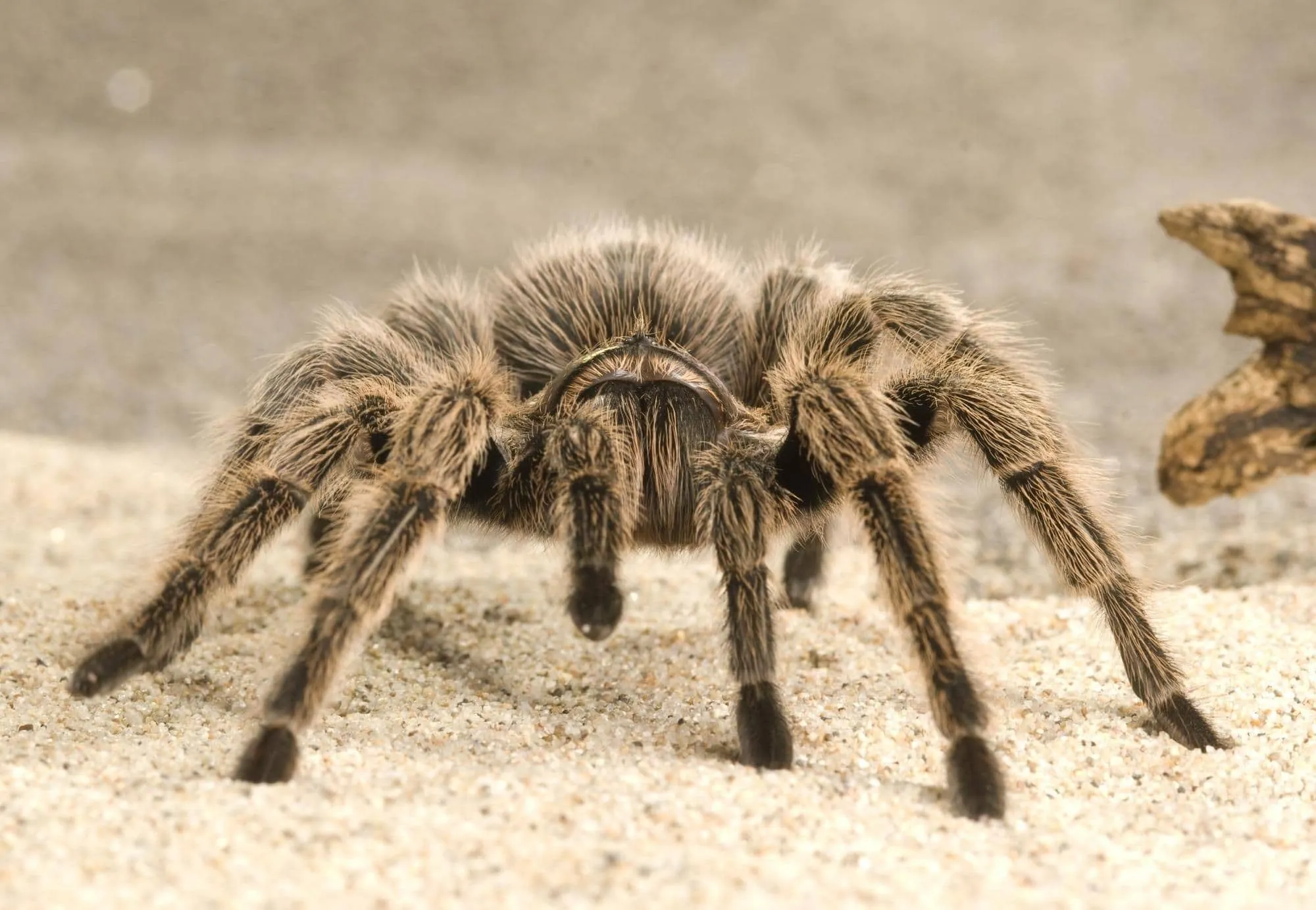 15731 tarantula fight image3