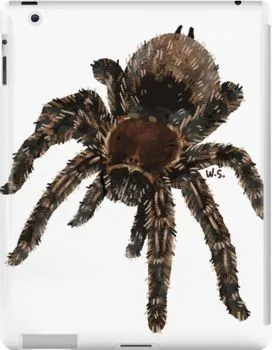 15732 tarantula graphic outlining