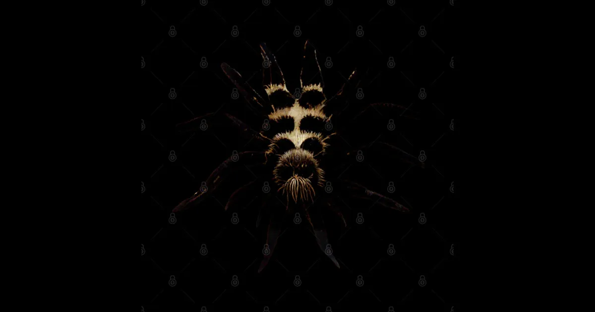 15732 tarantula sketch design