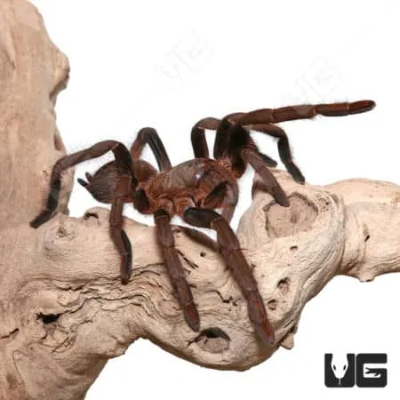 /img/15736-king-tarantula-future-trends.webp