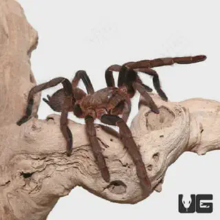 /img/15736-king-tarantula-future-trends.webp