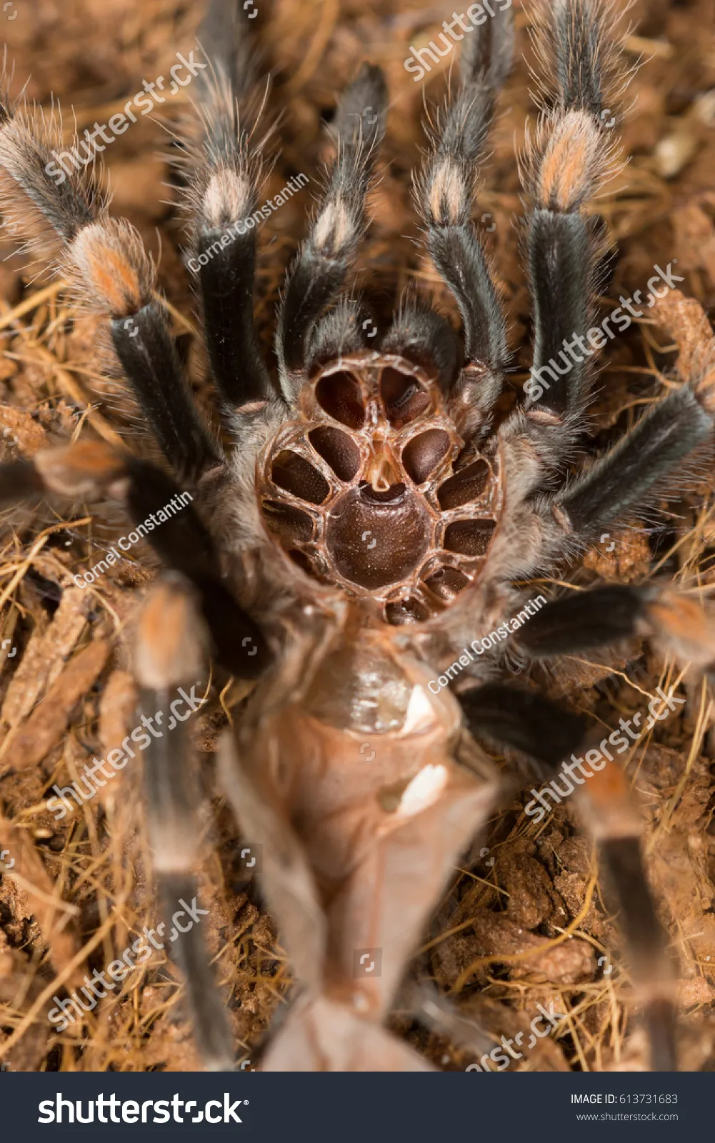 15737 post molt tarantula