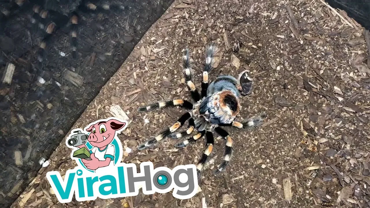 15737 pre molt tarantula